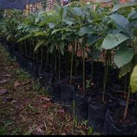 Gambar Tanaman Buah Alpukat Miki Asli Unggul dan Super - Tinggi 100 CM dari In54ni Mandiri undefined 2 Tokopedia