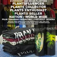Gambar PHILODENDRON FLORIDA BEAUTY TSHIRT (NEW) - MAX BLACK, L dari MYPLANTEES undefined 5 Tokopedia