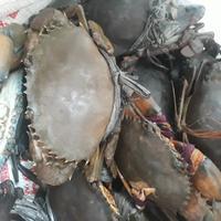 Gambar kepiting bakau hidup dari kepiting hidup undefined 2 Tokopedia