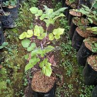 Gambar Tanaman Buah Raspberry Hitam ( Black Raspberry ) dari tokobibit.id undefined 2 Tokopedia