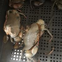 Gambar kepiting bakau hidup dari kepiting hidup undefined 1 Tokopedia