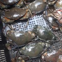 Gambar kepiting bakau hidup dari kepiting hidup undefined 4 Tokopedia