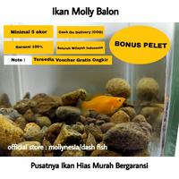 Gambar IKAN HIAS MOLLY BALON BERGARANSI dari Dash fish undefined 1 Tokopedia