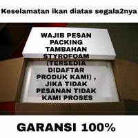 Gambar IKAN HIAS MOLLY MICKY MOUSE BERGARANSI dari Dash fish undefined 3 Tokopedia
