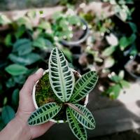 Gambar Labisia Sp. Jambi dari Rama Unifarm SHOP undefined 1 Tokopedia