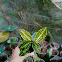 Gambar Labisia Sp. Jambi dari Rama Unifarm SHOP undefined 2 Tokopedia