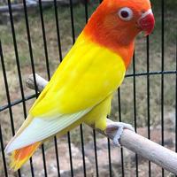 Gambar BURUNG LOVEBIRD BIOLA LUTINO MATA MERAH dari Jays Pets Co undefined 3 Tokopedia