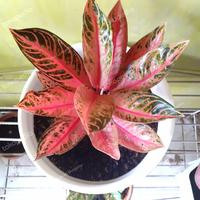 Gambar Pohon tanaman hias aglonema red sumatra original dari Aksa.TM undefined 1 Tokopedia
