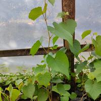 Gambar Bibit Rootstock Dogride dari Mas Dias Grape undefined 4 Tokopedia