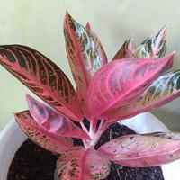 Gambar Pohon tanaman hias aglonema red sumatra original dari Aksa.TM undefined 3 Tokopedia