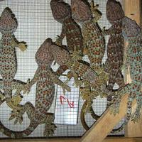 Gambar tokek gecko/tokek rumah hidup 8-13 cm dari BettaLocalOfficial undefined 2 Tokopedia