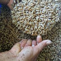 Gambar Fresh Maggot 1kg Maggot Hidup dari tiklyaf undefined 3 Tokopedia