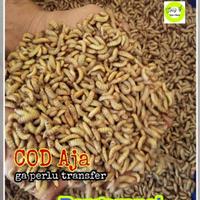 Gambar Fresh Maggot 1kg Maggot Hidup dari tiklyaf undefined 1 Tokopedia