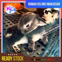 Gambar Alas Kandang Kucing Kelinci Footrest Kelinci Fotres Ukuran 30x30 Cm - Biru Muda dari Rumah Kelinci Makassar undefined 5 Tokopedia