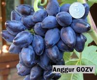 Gambar Bibit Anggur Import Gozv Garansi Valid 100% dari NARA GARDEN undefined 1 Tokopedia