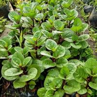 Gambar Bibit Tanaman/Pohon Binahong/Gendola Merah Segar/Murah Berkualitas dari Alam-biotik undefined 1 Tokopedia