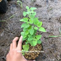 Gambar BIBIT TANAMAN CATNIP MAKANAN KUCING NEPETA CATARIA CATMINT dari BIBIT TANAMAN PILIHAN undefined 2 Tokopedia