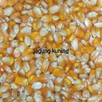 Gambar jagung pipil kering 50 gram dari agamjayamarket undefined 1 Tokopedia