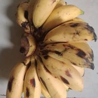 Gambar buah pisang muli perkilo dari jelita sayur undefined 2 Tokopedia