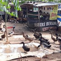 Gambar Bebek Kepala Hijau - Bebek Hias - Bebek Unik - Bebek Kepala Ijo dari Clemira Unggas Official Store undefined 3 Tokopedia