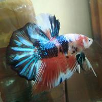 Gambar Betta Giant size +/- 5,5cm, Fancy HMPK - Sold Out dari Roni&#39;s Betta Gallery undefined 1 Tokopedia