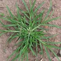 Gambar Daun Tanaman Rumput Belulang atau jampang segar 500 gram dari herbal_storel undefined 1 Tokopedia
