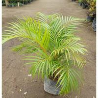 Gambar Pohon Palm Kuning / tanaman palem kuning dari atifaflora undefined 2 Tokopedia