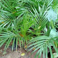 Gambar Pohon Palm Kuning / tanaman palem kuning dari atifaflora undefined 3 Tokopedia