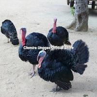 Gambar Ayam Kalkun Black Spanish / Kalkun Black Spanish / Kalkun / Turkey - Indukan/Dewasa dari Clemira Unggas Official Store undefined 1 Tokopedia