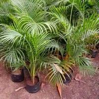 Gambar Pohon Palm Kuning / tanaman palem kuning dari atifaflora undefined 1 Tokopedia
