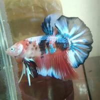 Gambar Betta Giant size +/- 5,5cm, Fancy HMPK - Sold Out dari Roni&#39;s Betta Gallery undefined 2 Tokopedia