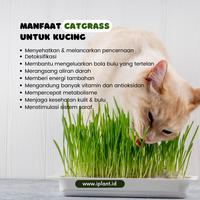Gambar Paket Biji Rumput Gandum, Rumput Kucing, Benih Catgrass + Media + Pot dari iplant indonesia undefined 3 Tokopedia