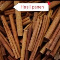 Gambar Bibit buah kayu kulit manis || biji kulit manis unggul kerinci - Jambi dari AndharaStore02 undefined 5 Tokopedia