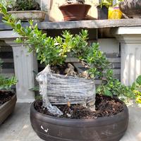 Gambar Bonsai Santigi On the rock oval dari Bonsai Art Pasuruan undefined 1 Tokopedia