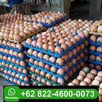 Gambar Telor Ayam Negeri Fresh per 4kg ( wajib gojek dan grab ) dari Gudang Telor Fresh 88 undefined 2 Tokopedia