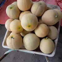 Gambar Melon madu untuk 1 buah melon berat 2kg dari Shopiee fresh market undefined 5 Tokopedia