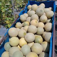 Gambar Melon madu untuk 1 buah melon berat 2kg dari Shopiee fresh market undefined 4 Tokopedia