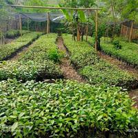 Gambar Bibit buah kayu kulit manis || biji kulit manis unggul kerinci - Jambi dari AndharaStore02 undefined 4 Tokopedia