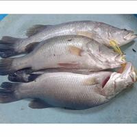 Gambar [TERMURAH] Ikan Kakap Putih Segar 500gr - 1kg - 1,2kg dari Bangun Store Medan undefined 4 Tokopedia