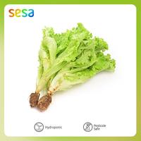 Gambar Selada Daun Hijau Hydroponik 200 g dari Sesa Indonesia_NEW undefined 3 Tokopedia