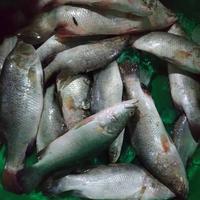 Gambar [TERMURAH] Ikan Kakap Putih Segar 500gr - 1kg - 1,2kg dari Bangun Store Medan undefined 3 Tokopedia