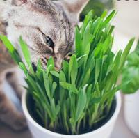 Gambar Benih Rumput Gandum Kucing Bibit WHEATGRASS Premium Free Multivitamin dari ciproetpetshop undefined 2 Tokopedia