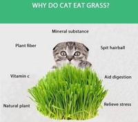 Gambar Benih Rumput Gandum Kucing Bibit WHEATGRASS Premium Free Multivitamin dari ciproetpetshop undefined 4 Tokopedia