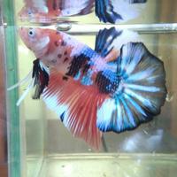 Gambar Betta Giant size +/- 5,5cm, Fancy HMPK - Sold Out dari Roni&#39;s Betta Gallery undefined 5 Tokopedia