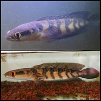 Gambar EKSTRAK KETAPANG LAUT SUPER . Muksfish Red Marulioides dari MUKSFISH undefined 5 Tokopedia