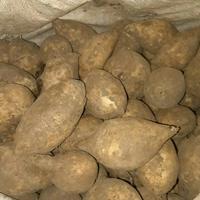 Gambar Ubi Putih Jalar dari farhan fruits undefined 3 Tokopedia