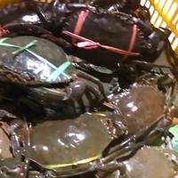Gambar KEPITING HIDUP SUPER 1KG 2 EKOR dari sas crew undefined 1 Tokopedia