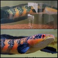 Gambar EKSTRAK KETAPANG LAUT SUPER . Muksfish Red Marulioides dari MUKSFISH undefined 4 Tokopedia