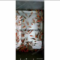Gambar paket 28 ekor bibit ikan koi size 3-5cm dari SILIWANGI KOI FARM undefined 1 Tokopedia