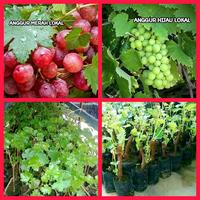 Gambar Bibit Anggur Lokal Tanaman Buah Anggur Berupa Tanaman didalam Polybag dari Kebun Akhyar undefined 1 Tokopedia